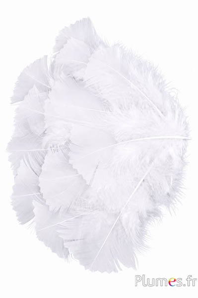Tacchina dentellata - 6-8 cm - bianco